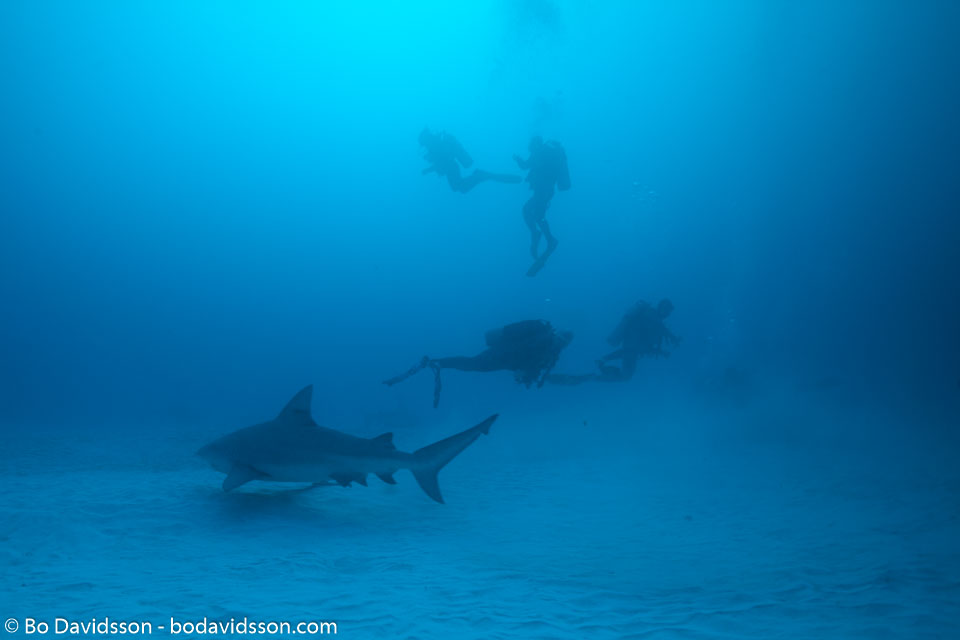 BD-101205-Playa-del-Carmen-2625-Carcharhinus-leucas-(Müller---Henle.-1839)-[Bull-shark.-Tjurhaj].jpg